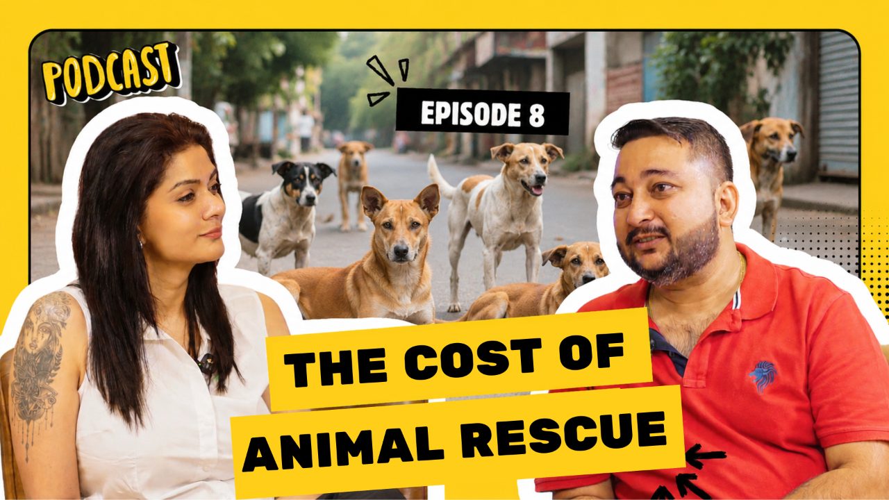 The Cost of Animal Rescue — 350 Animals, Zero Help